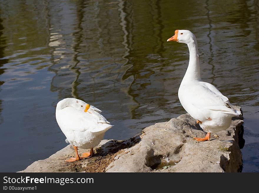 Cute goose ,Photo by Toneimage in China,a photographer living in Beijing.