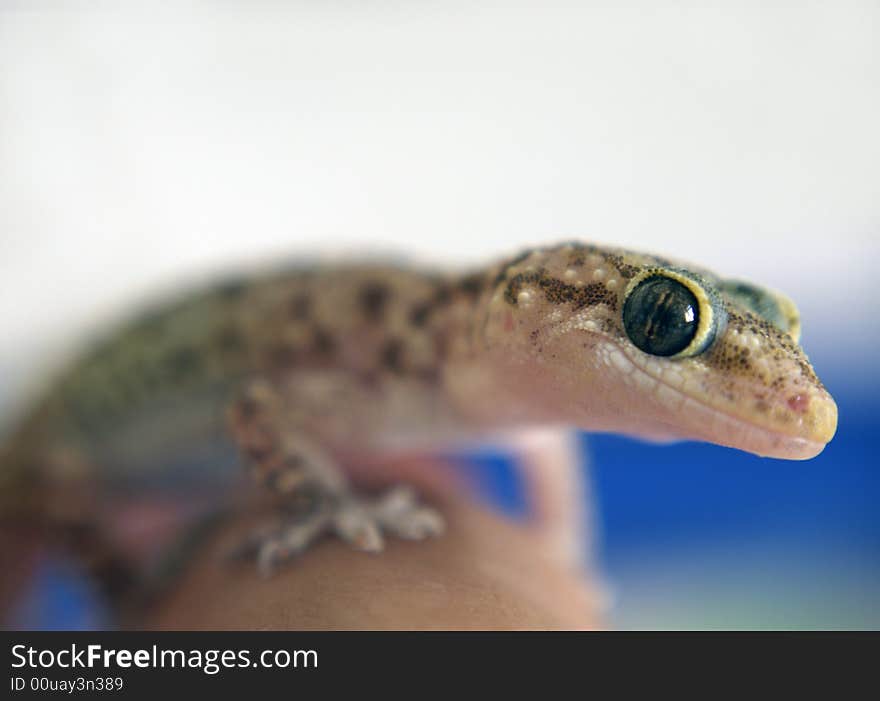 Cute close up gecko over white-blue background. Cute close up gecko over white-blue background.