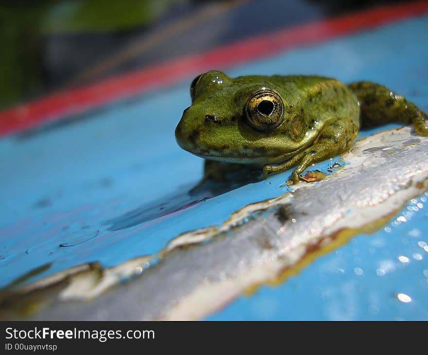 Green frog