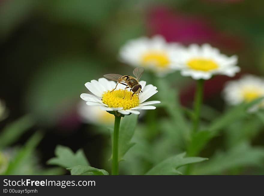 Bee is gathering honey from a white daisy.