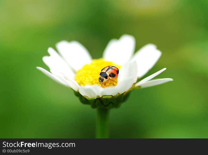 A lady is playing in a white marguerite. A lady is playing in a white marguerite.