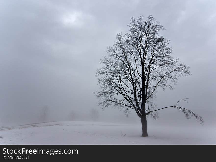 A tree standing out from the foggy winter. A tree standing out from the foggy winter.