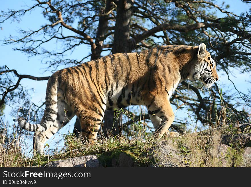 Siberian Tiger in a Zoo