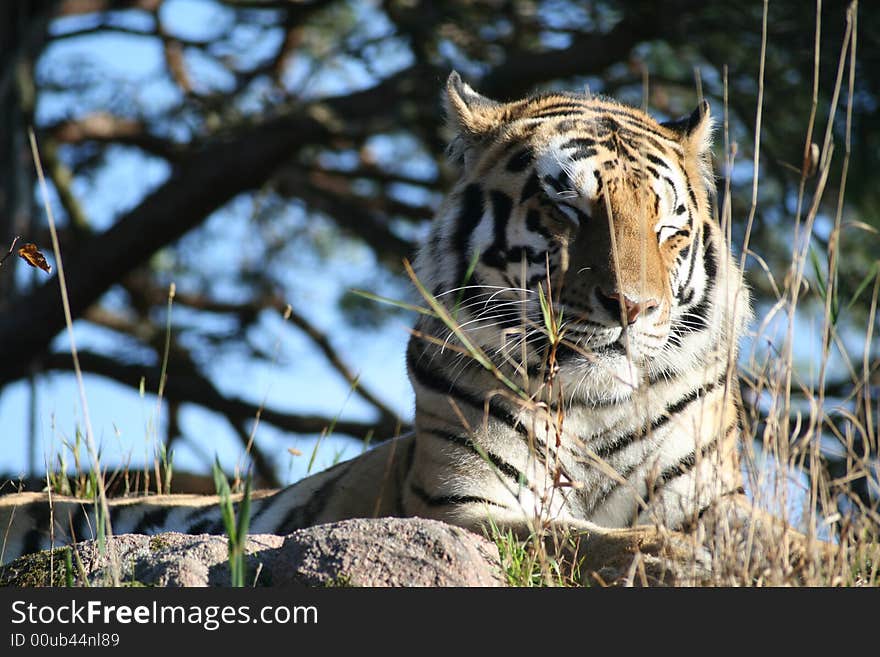 Siberian Tiger in a Zoo