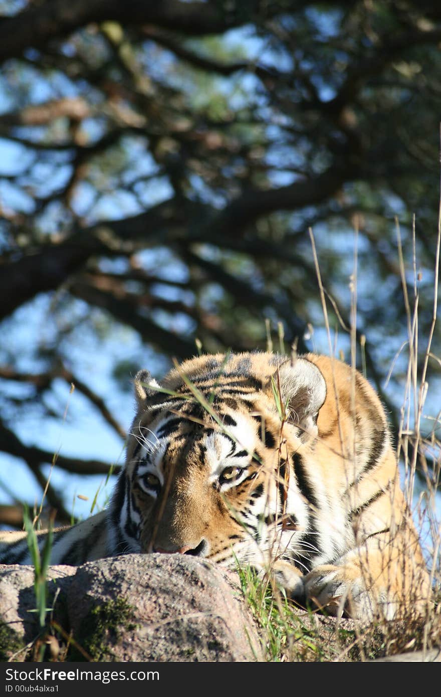 Siberian Tiger in a Zoo