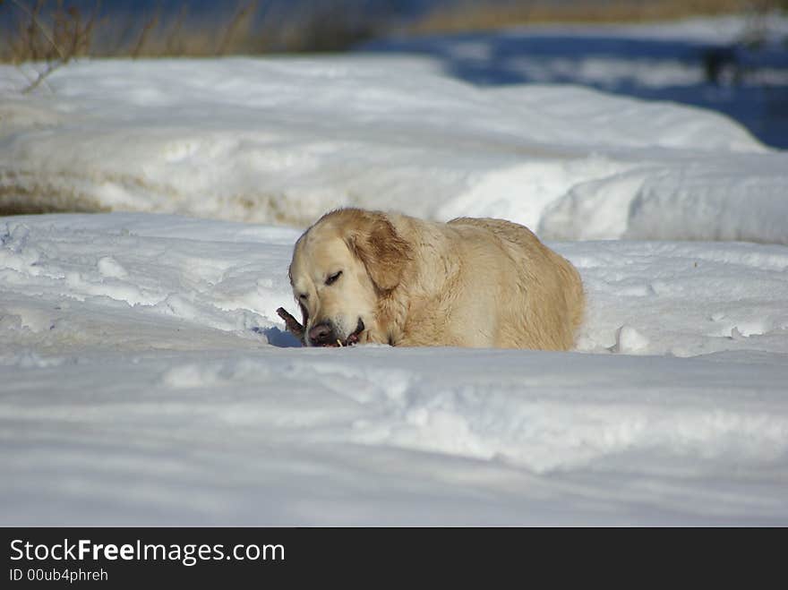 Golden Retriever