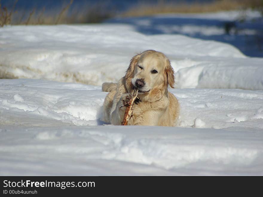 Friendly dog chewing the stick. Friendly dog chewing the stick