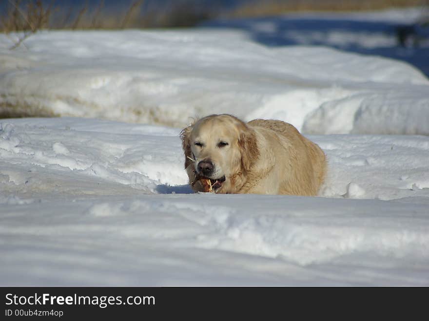 Friendly dog chewing the stick