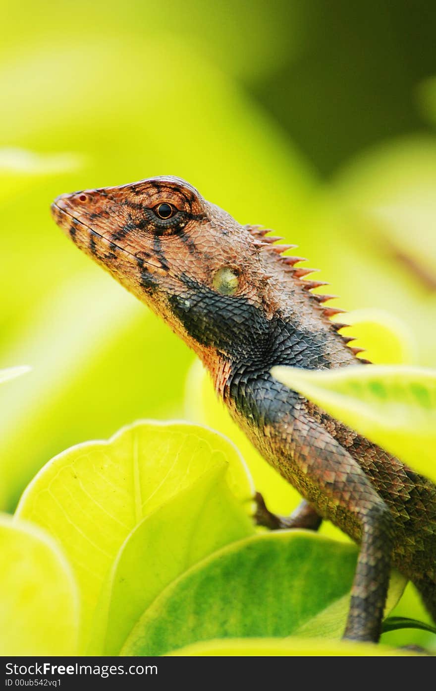 A close up photo of a lizard with brown skin. A close up photo of a lizard with brown skin.