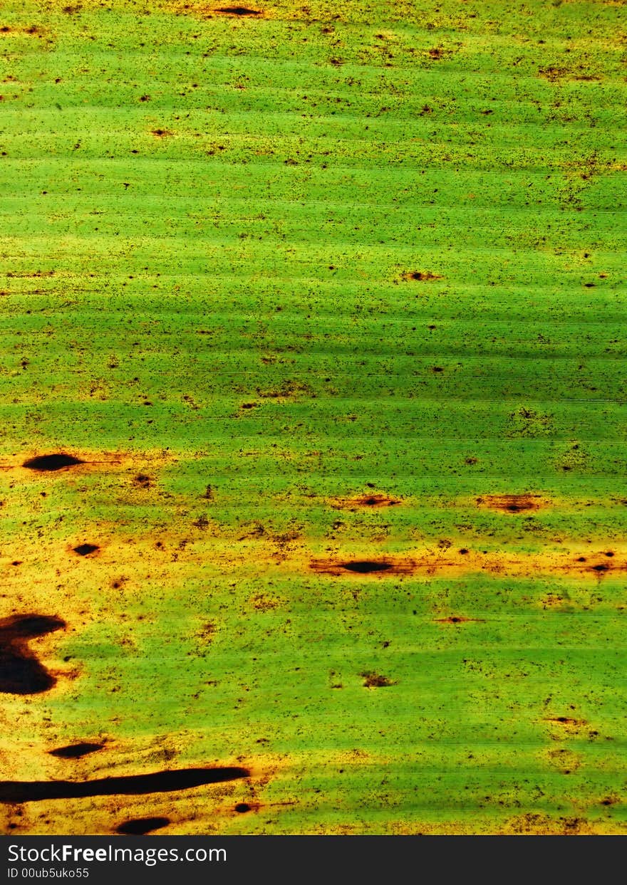 Close-up of green leaves