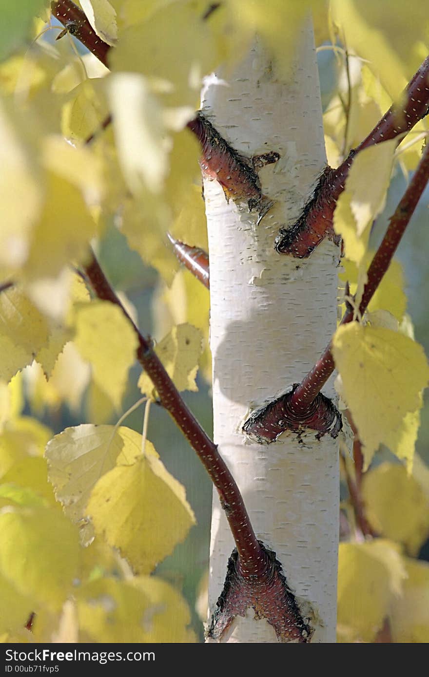 Stem of birch with yellow leaves.