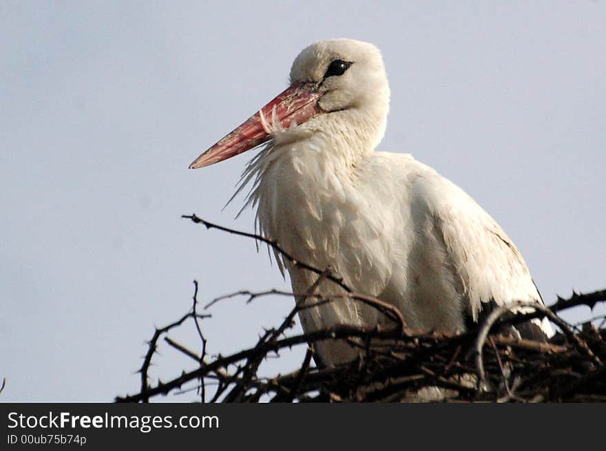 Stork in his nest