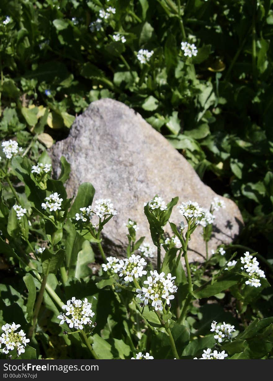 Fresh quiet blooming flowers and rock. Fresh quiet blooming flowers and rock