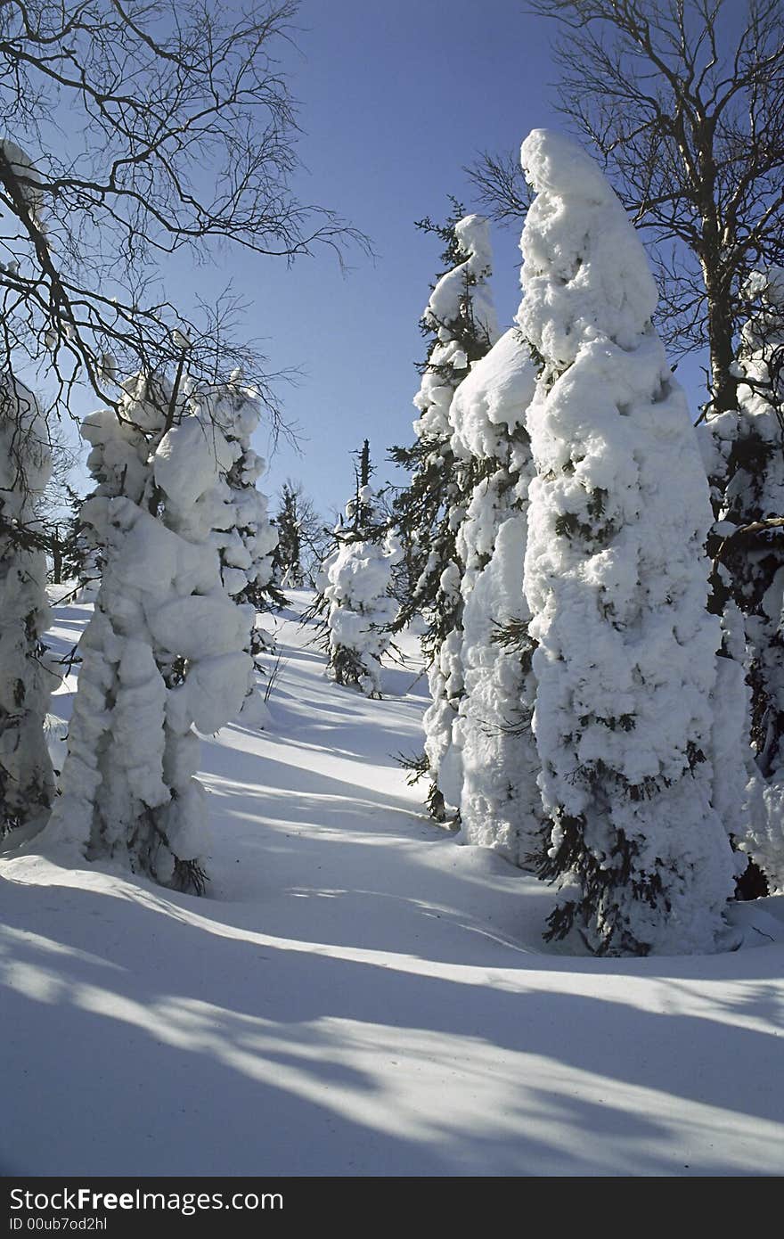 Coniferous wood in snow.