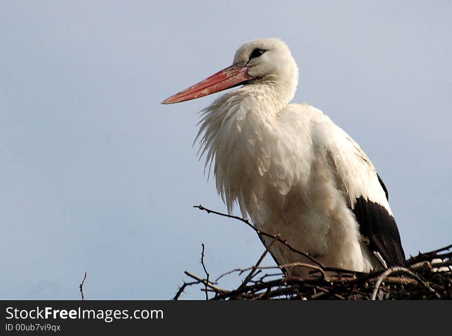 Stork in his nest