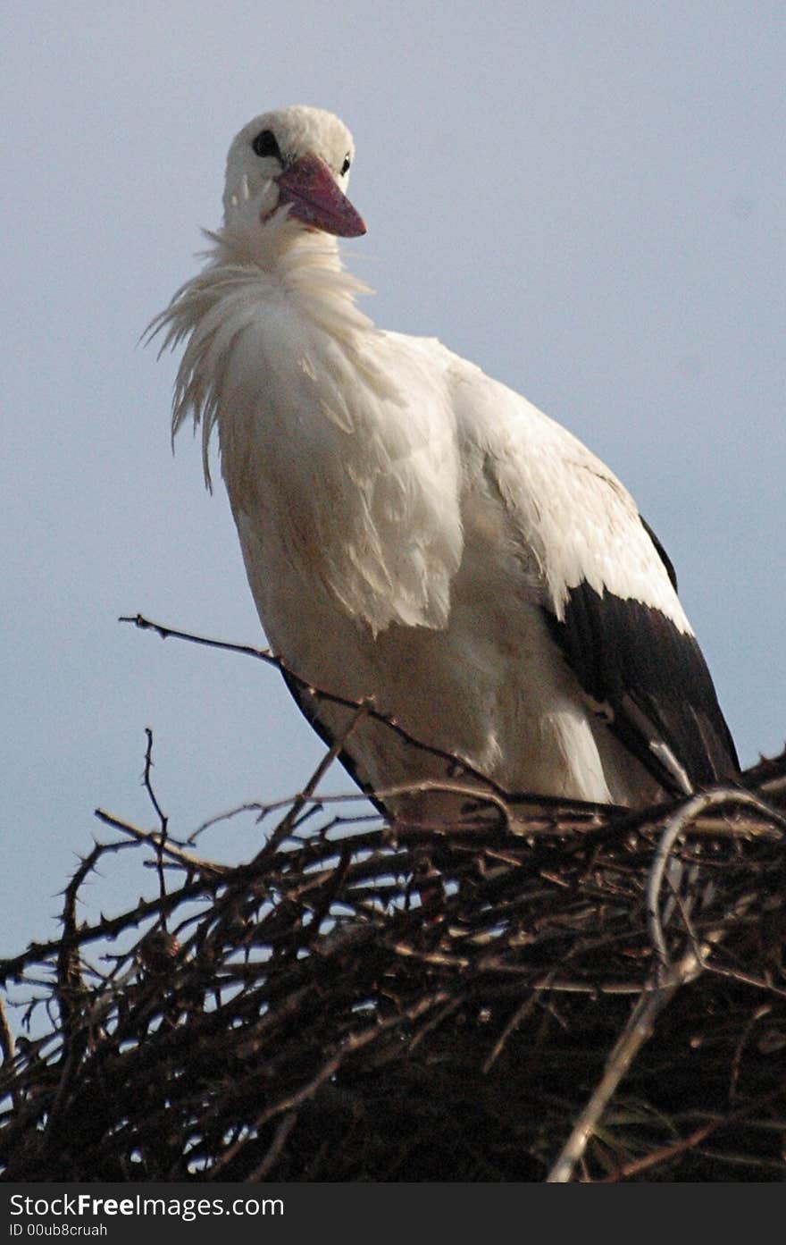 Stork in his nest