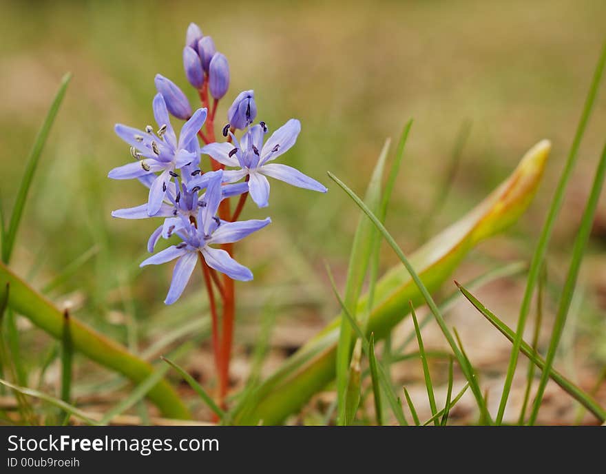 Beautiful  flowers