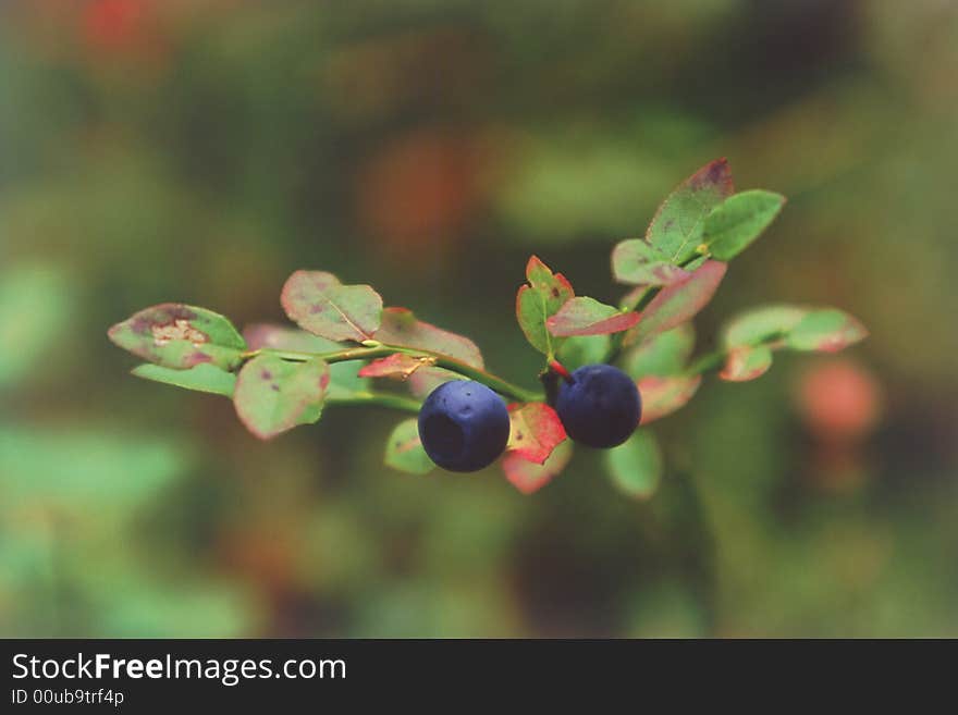 Two berries of bilberry close up.