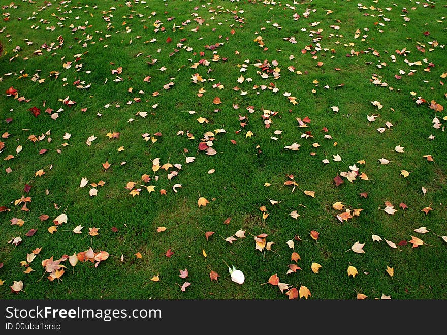 Fallen leaves on the meadow