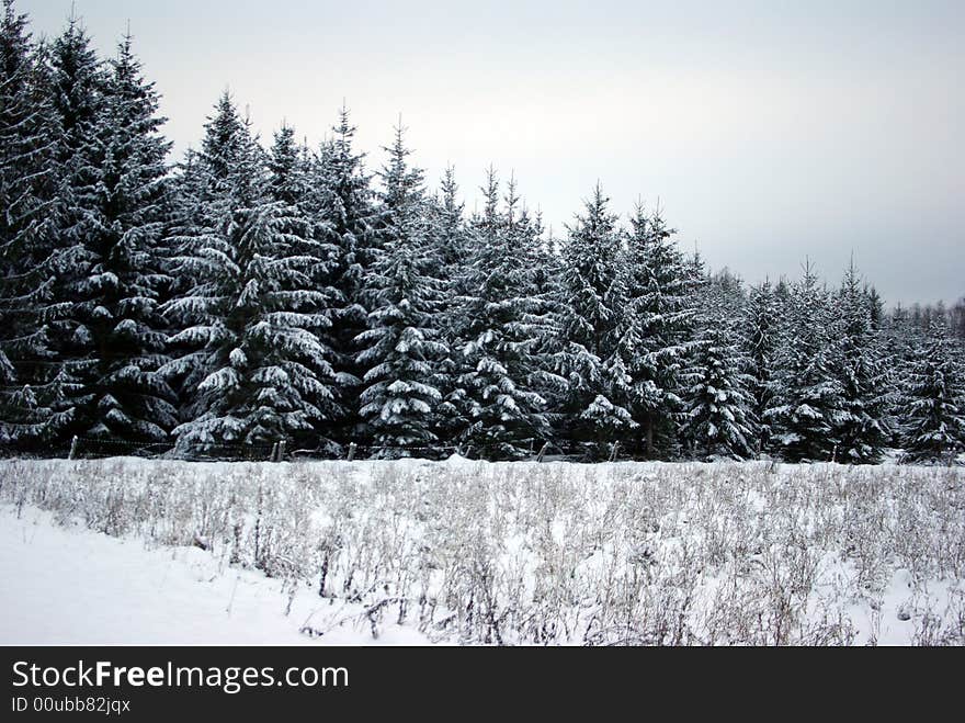 Beautiful winter scene near the forest. Beautiful winter scene near the forest