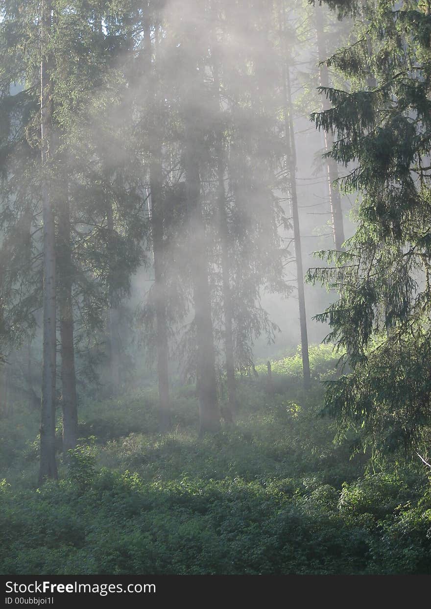 Misty forest