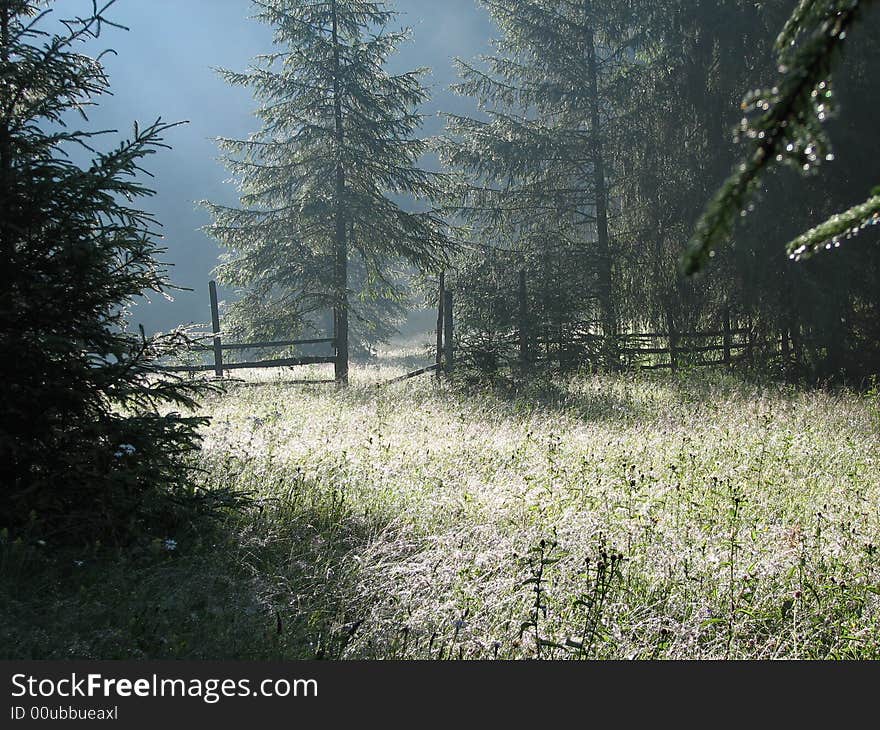 Misty Forest