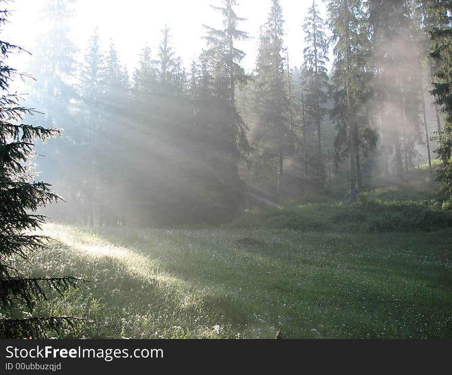 Misty forest