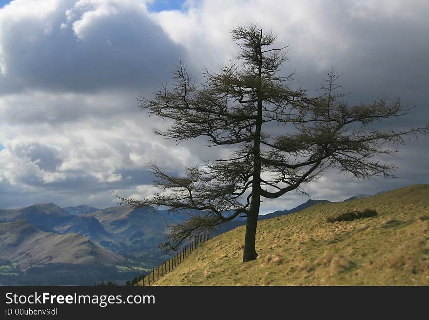 Solitary Tree On A Hill