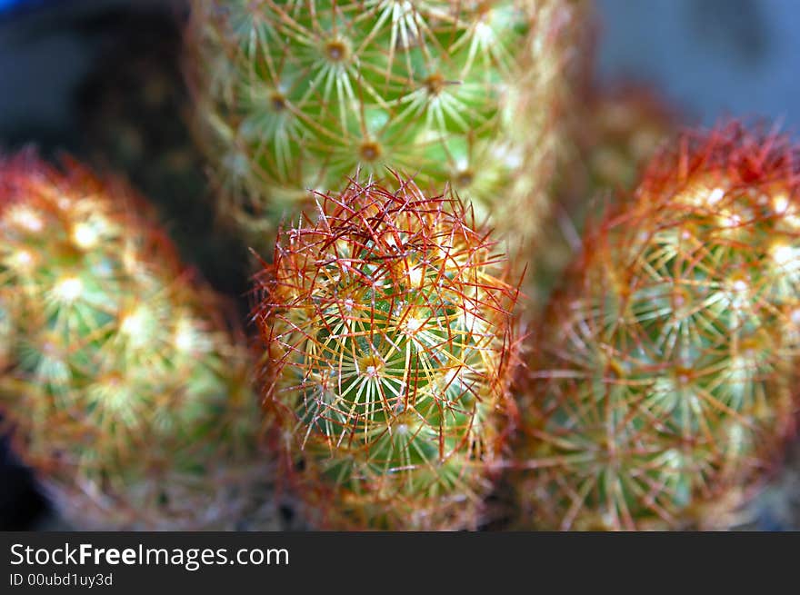 Little cactus looks like finger. Little cactus looks like finger