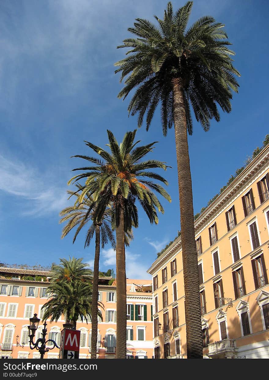 Foto di palme scattata nel centro di roma. Foto di palme scattata nel centro di roma