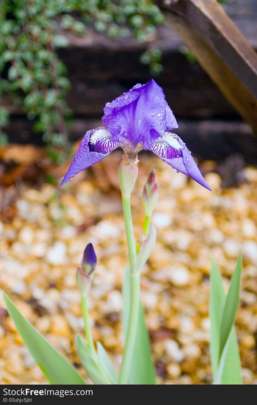 A purple Iris with rain on it in a rock garden. A purple Iris with rain on it in a rock garden.