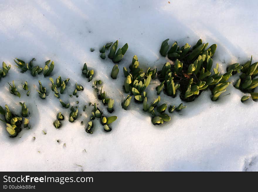 Flowers in  the snow - force of aspiration to the sun