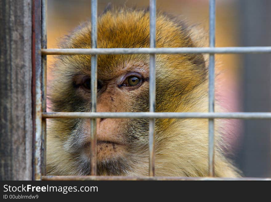 Monkey Jail