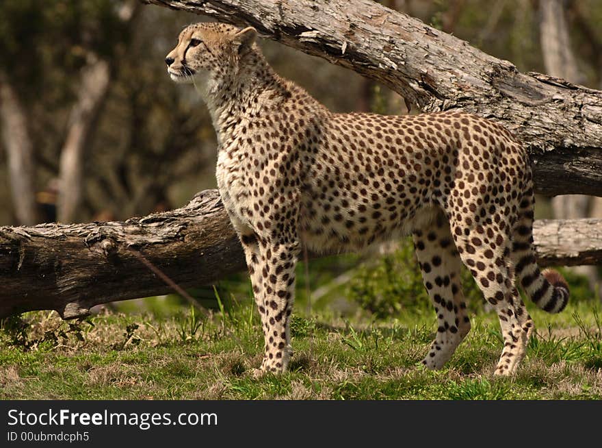 Cheetah at ready