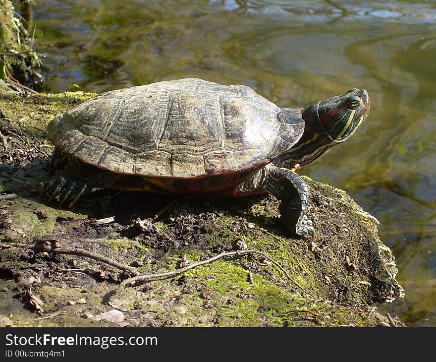 Turtle is resting at lake waterside during spring afternoon