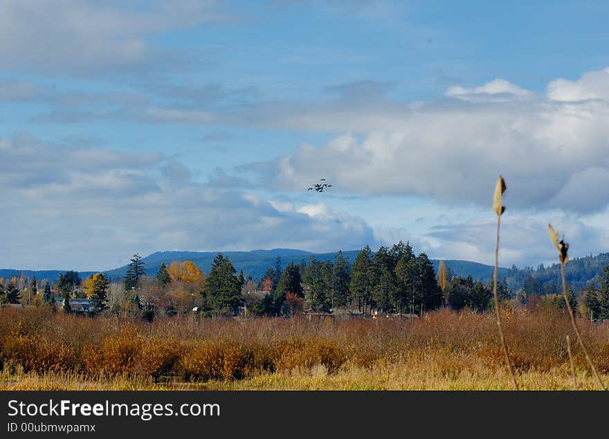 Marshes in the foliage with forest at the back. Marshes in the foliage with forest at the back