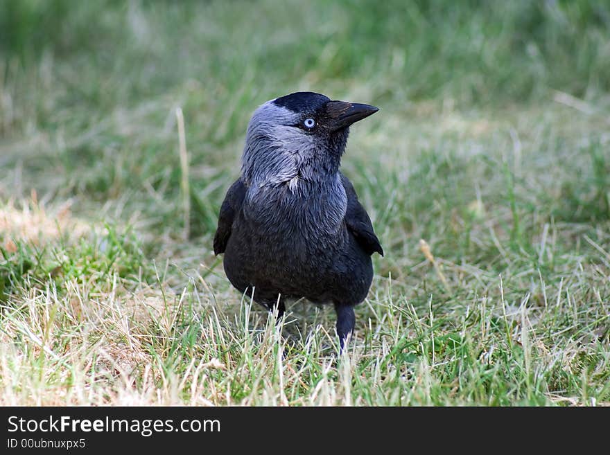 Little rook looking to you!