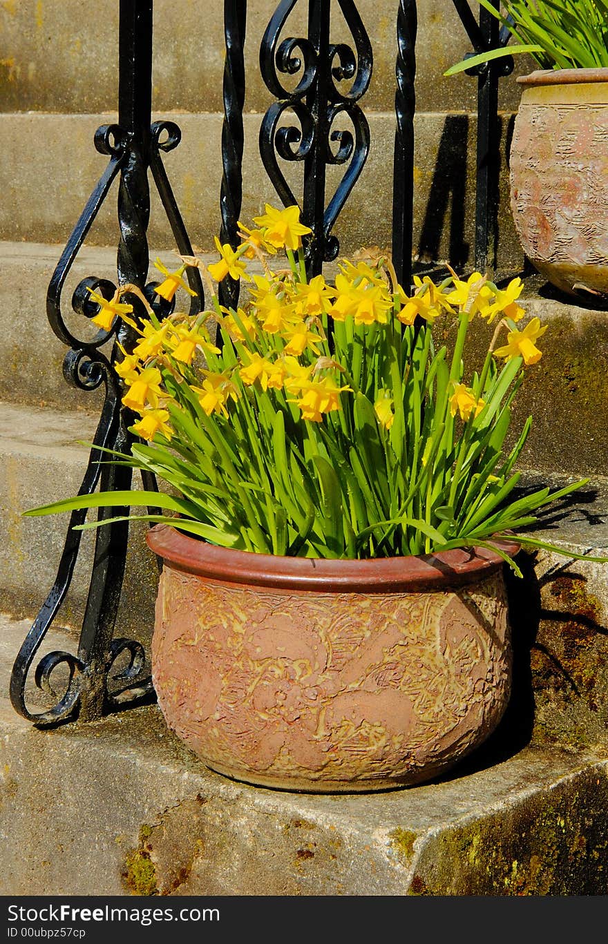 Pot with daffodils on the stairs