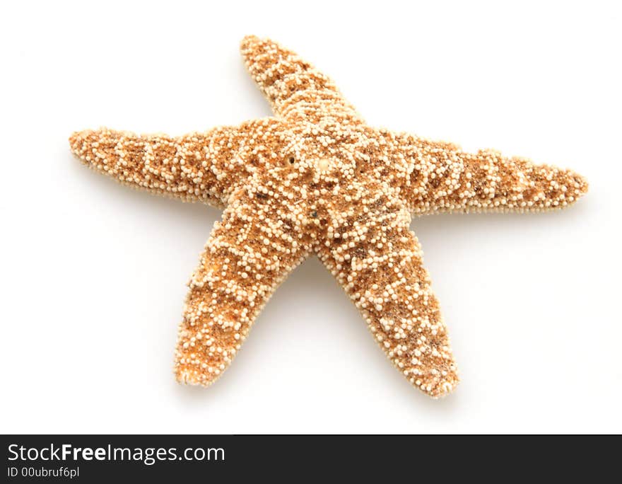 Starfish from oceans deep water on white background. Starfish from oceans deep water on white background