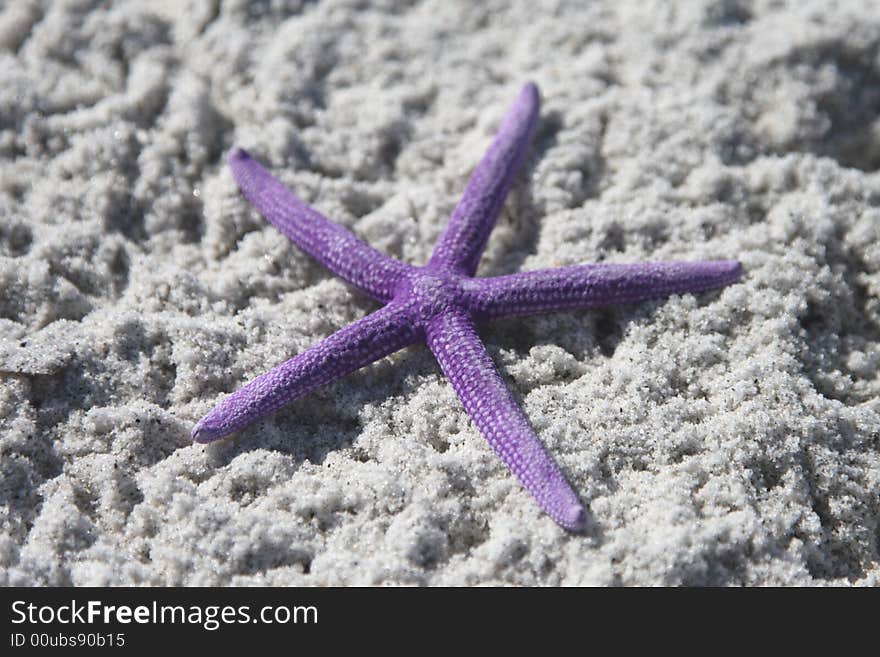 Purple Starfish