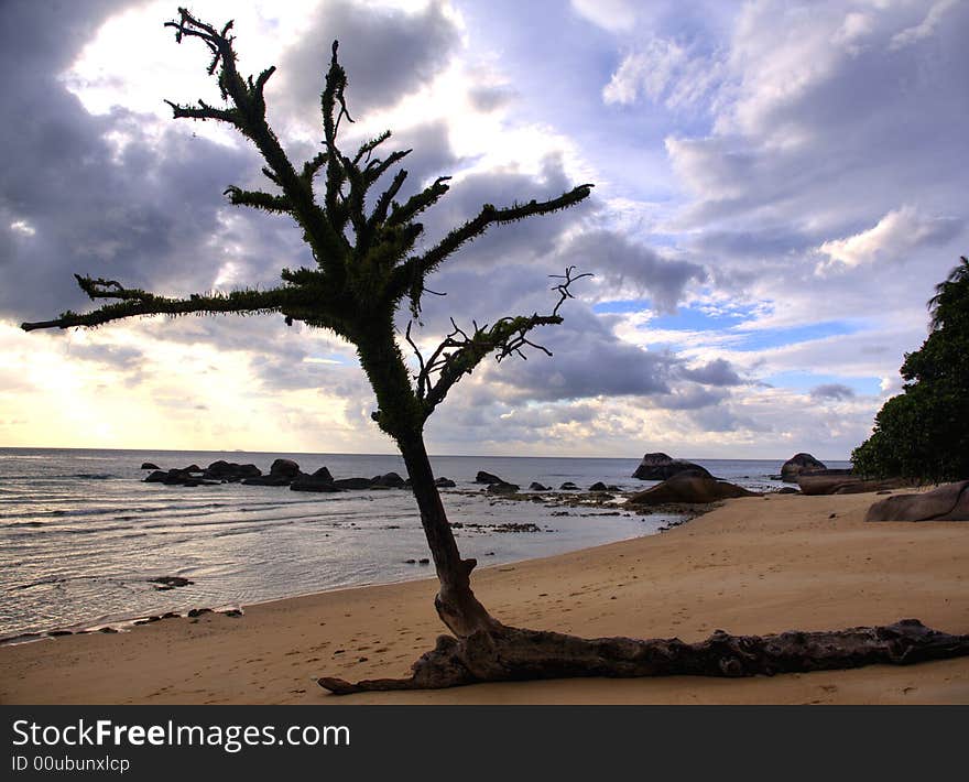 A lonely tree on a paradise like beach, the tree has been sanded by the waves for many years. A lonely tree on a paradise like beach, the tree has been sanded by the waves for many years.