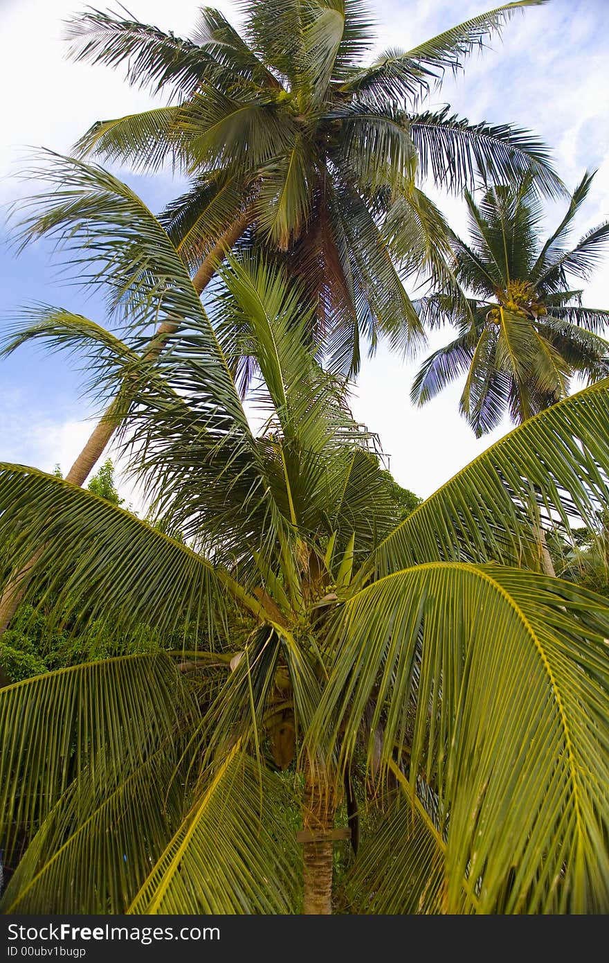 Beautiful green coconut palm trees photographed before a cloudy sky.