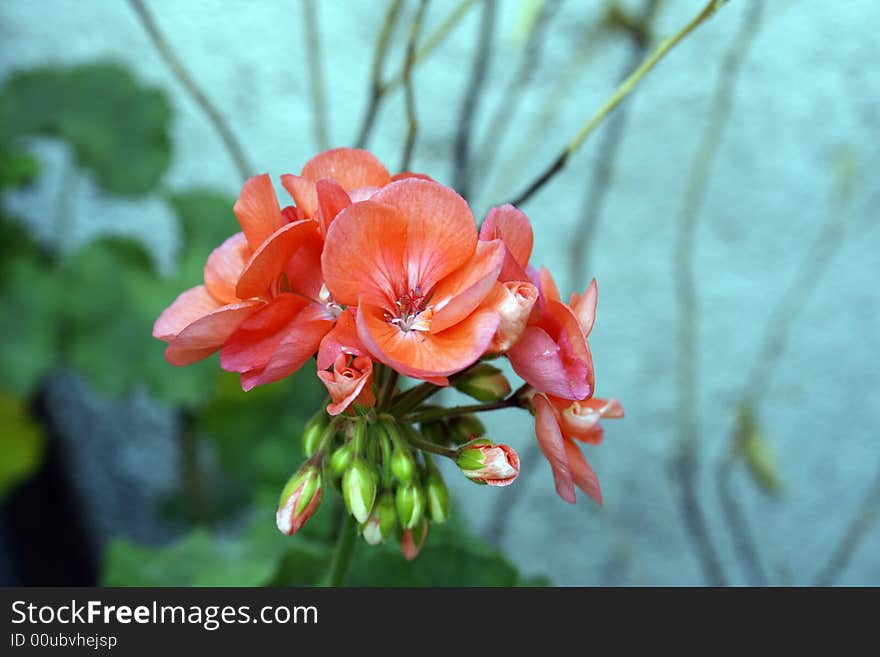 Shoot of a plant with pink flowers. Shoot of a plant with pink flowers