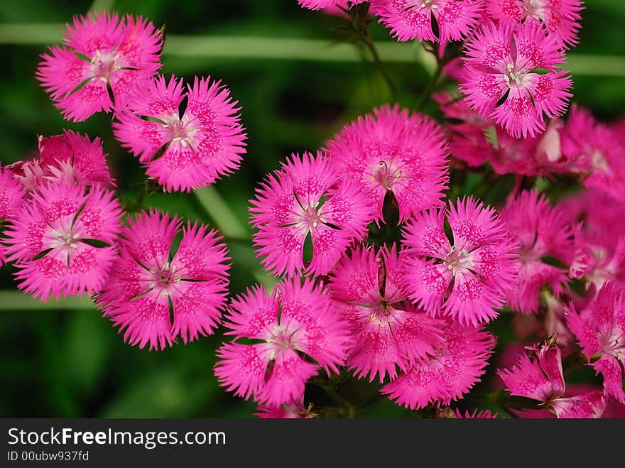 Gipsy flower in Cameron highland, Malaysia