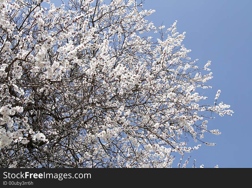 The Blossoming Spring Season in the Tajikistan