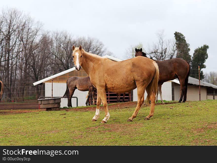 Grazing horses in a medow