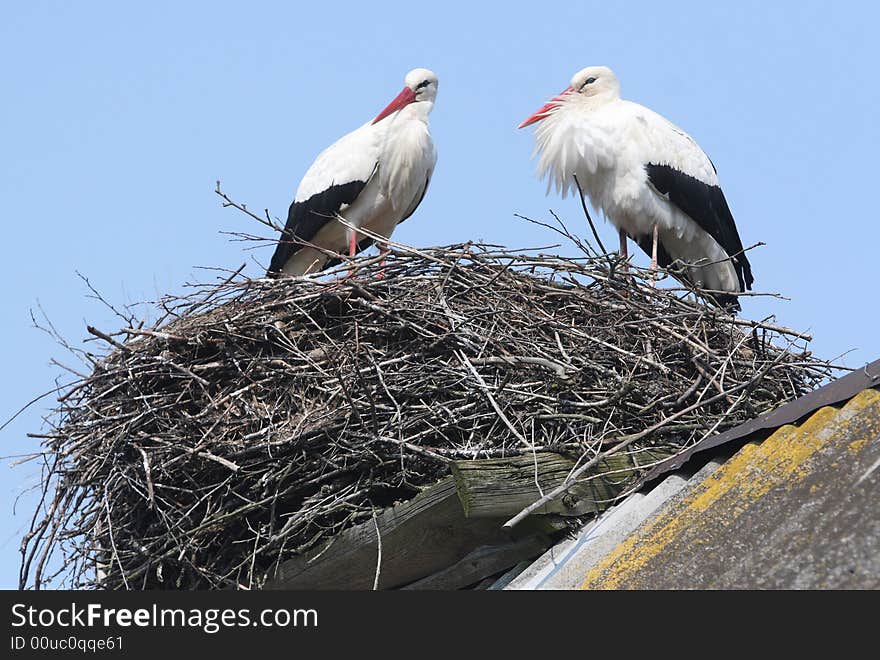 Storks in nest on grey roof. Storks in nest on grey roof