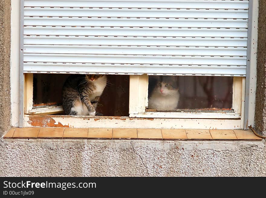 Pair of cats on old window