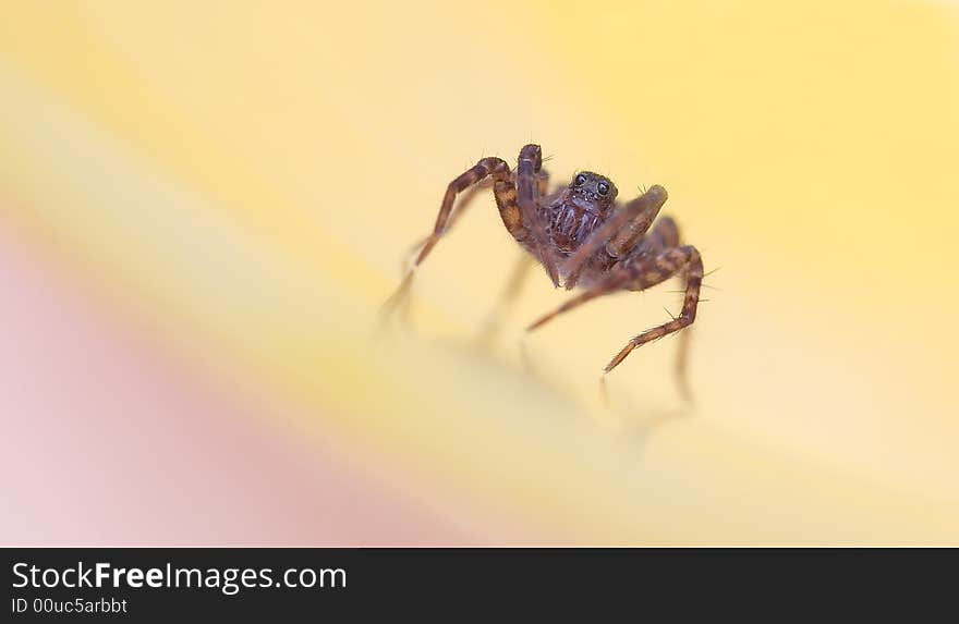 A small jumping spider with 4 big eyes staring at you on a multi colored pastel background