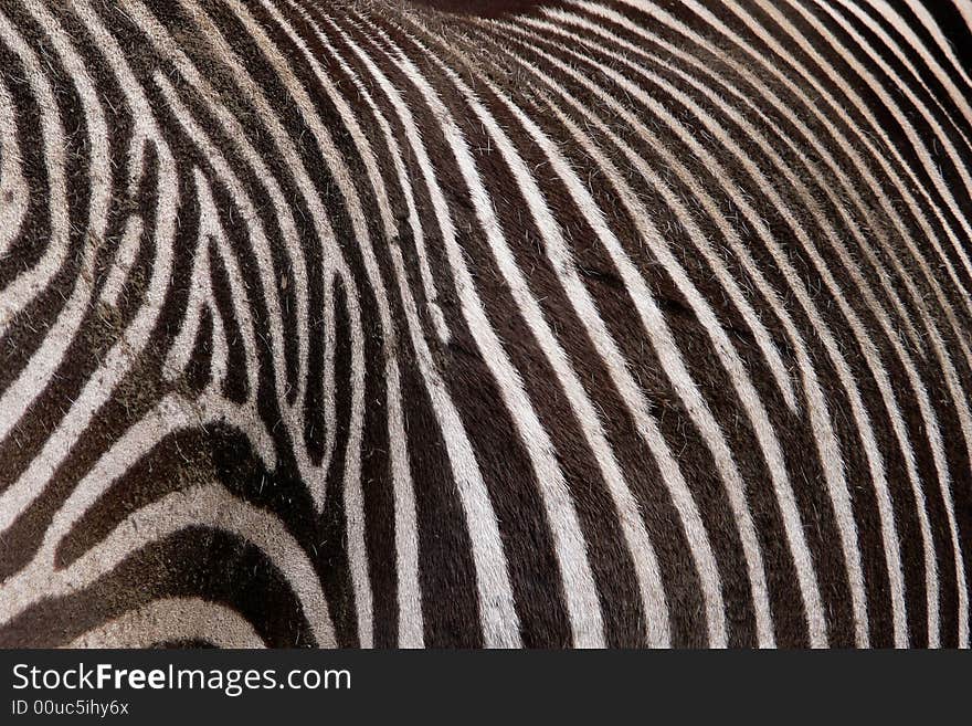 Grevy`s Zebra